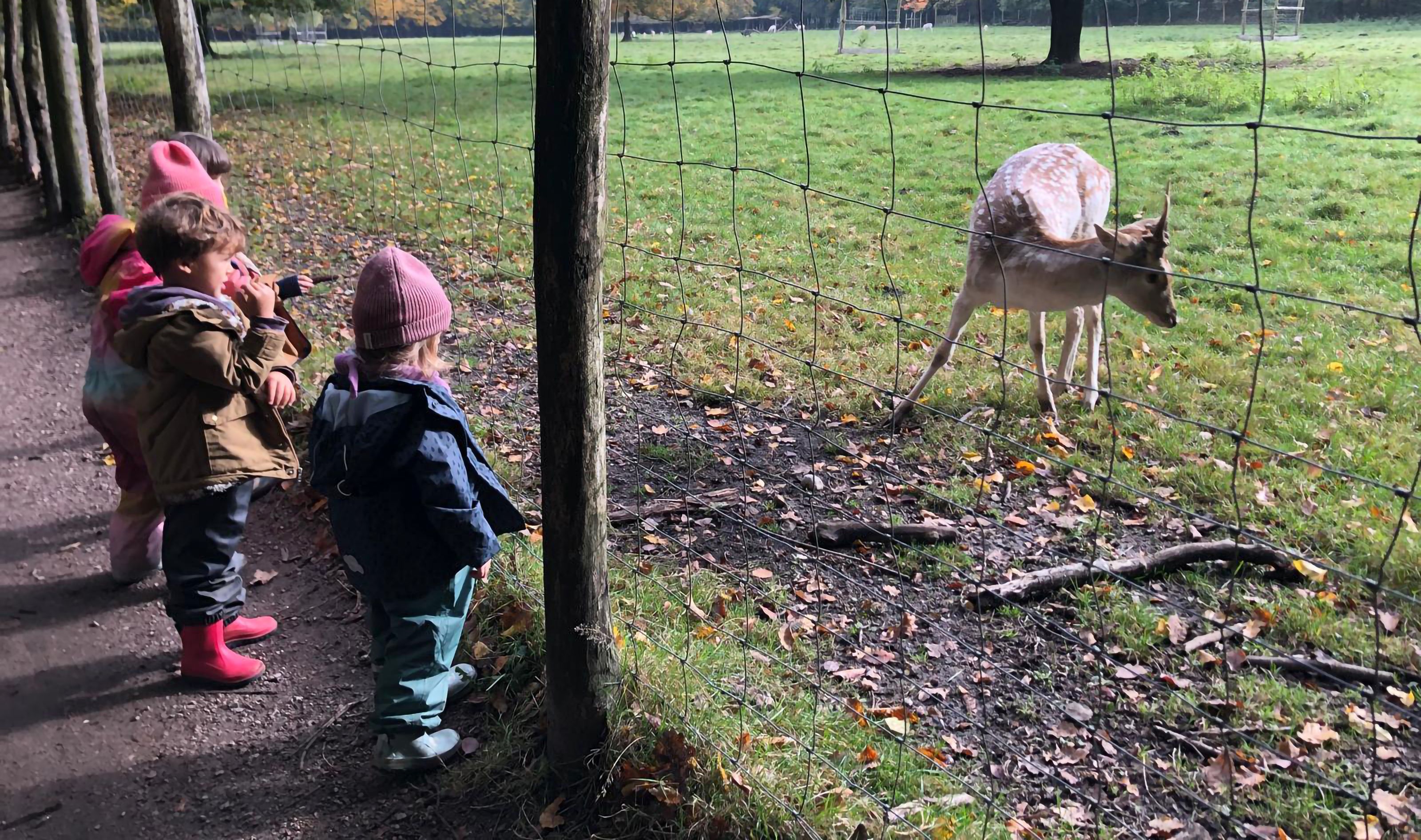 Kinder vor einem Reh im Gehege